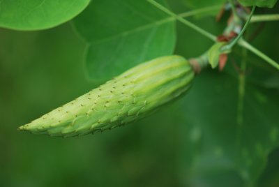 Liriodendron tulipifera - liliovník tulipánokvětý - zrající plod